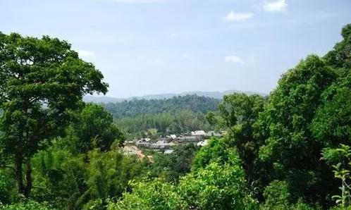 2021年老曼峨古樹秋茶口感最霸氣的山頭！