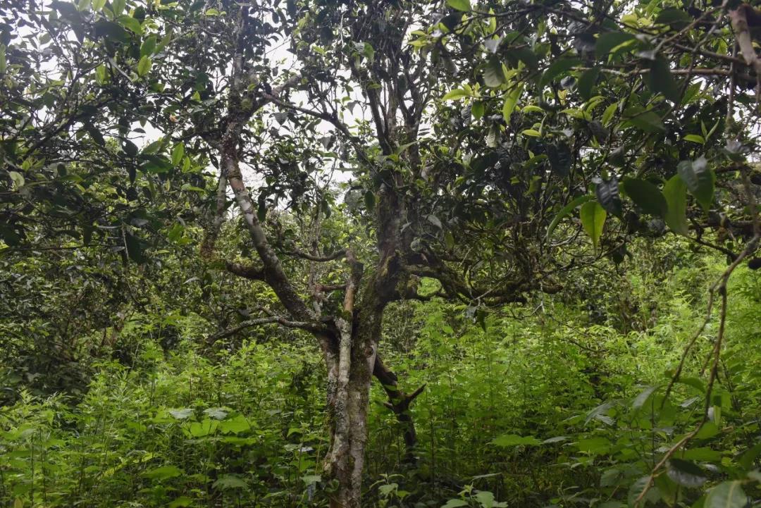 2021年班章茶區(qū)壩卡囡古樹秋茶口感？