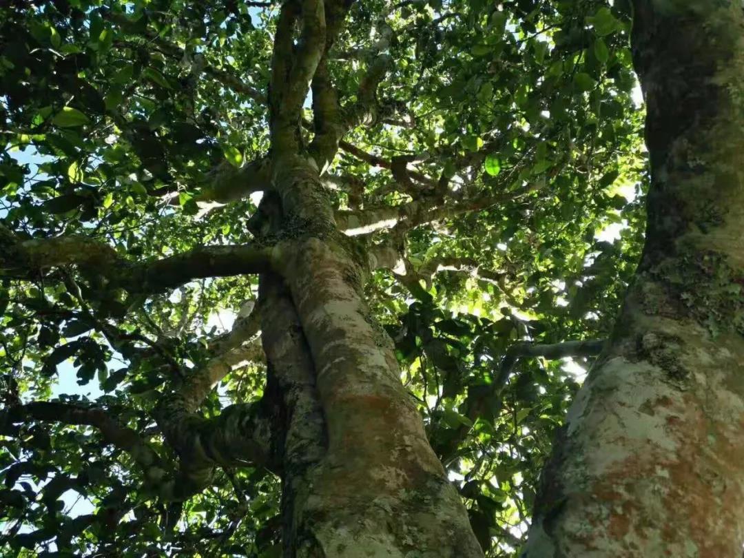 2021年班章茶區(qū)壩卡囡古樹秋茶特點(diǎn)？