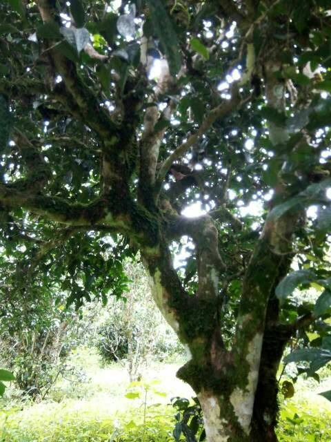 2021年班章茶區(qū)壩卡囡古樹秋茶多少錢一公斤？