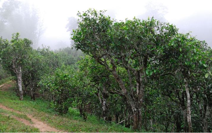 2021年班章茶區(qū)壩卡囡秋茶布朗茶系中的甜茶類！