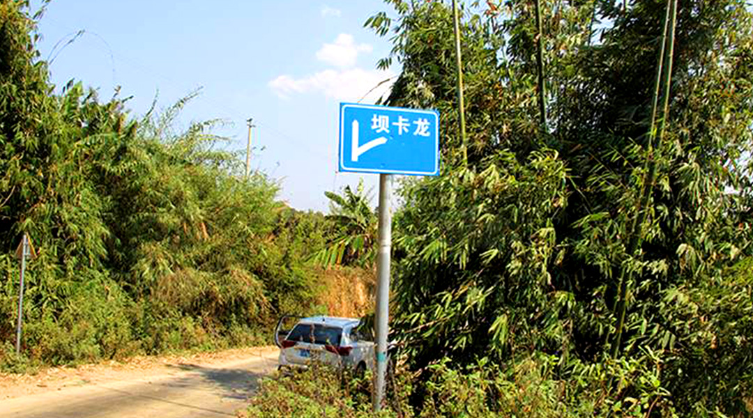 2021班章茶區(qū)壩卡竜古樹秋茶特點(diǎn)！