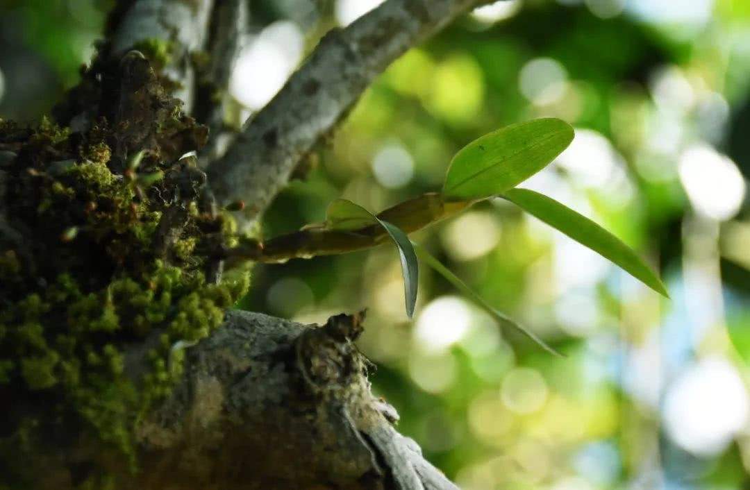 2021年賀開古樹秋茶多少錢一公斤？