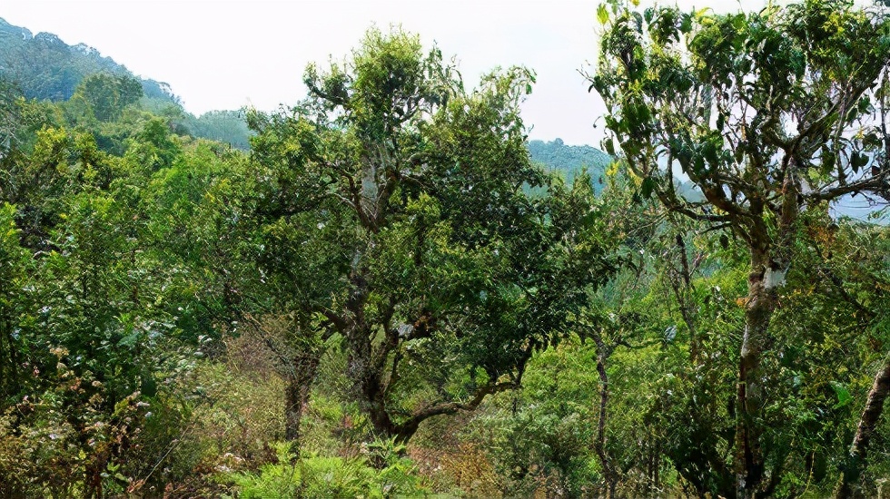 2021賀開古樹秋茶價格是多少？