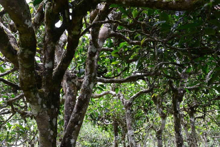 2021年老班章“鄰居”，班盆古樹秋茶茶來了！