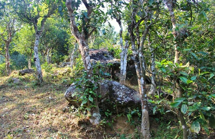 2021年勐宋那卡古樹秋茶特點？