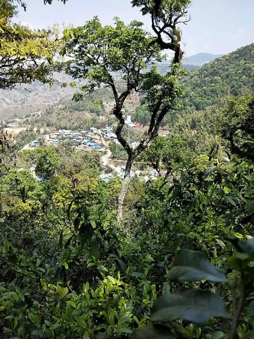 2021年勐宋那卡古樹秋茶價格？