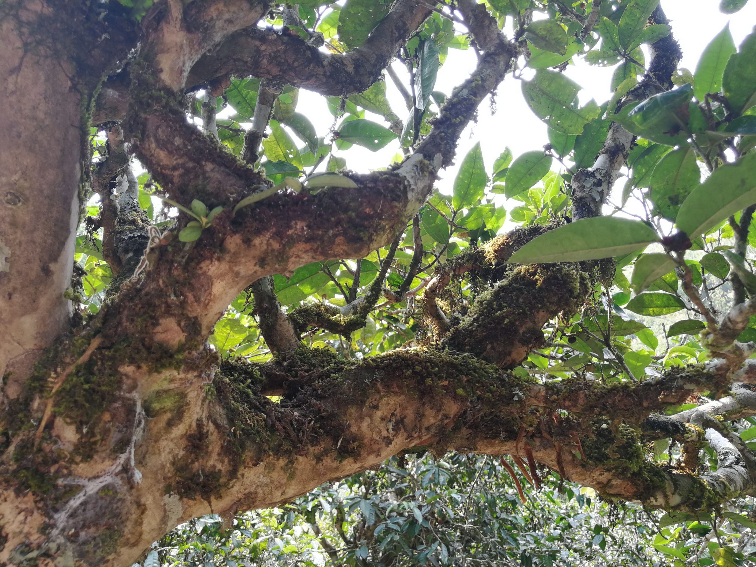 2021年勐宋那卡古樹秋茶品鑒實錄！