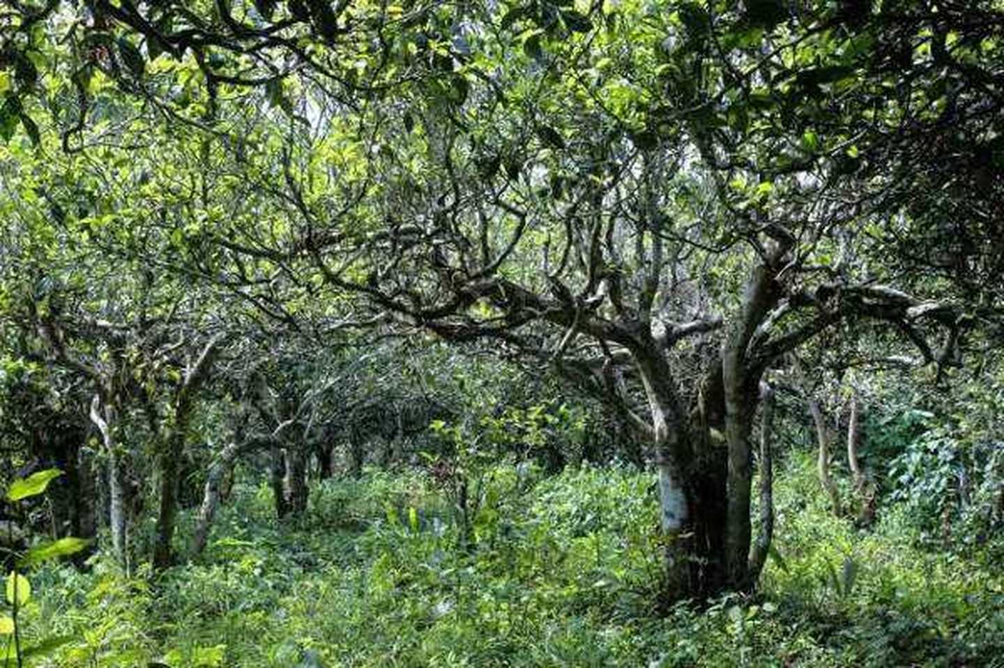 2021年滑竹梁子古樹秋茶口感？