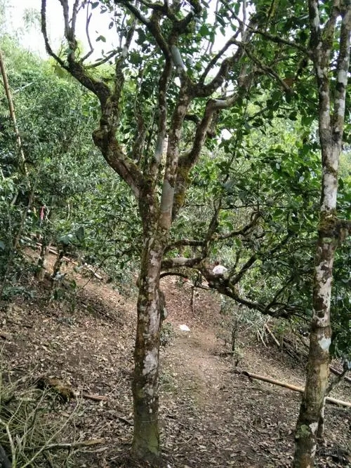 2021年巴達山章朗古樹秋茶價格？