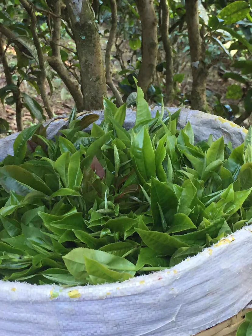 2021年巴達(dá)山章朗古樹秋茶多少錢一公斤？