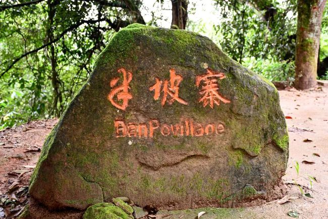 2021年南糯山半坡老寨古樹(shù)秋茶口感？