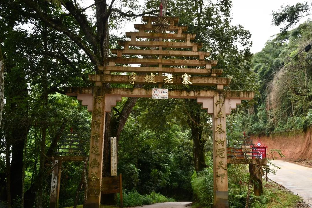 2021年南糯山半坡老寨古樹秋茶特點(diǎn)？