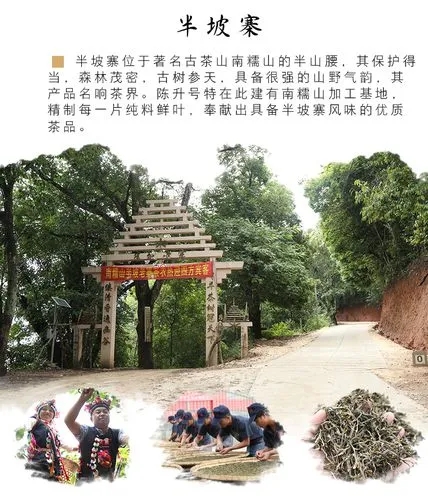 2021年南糯山半坡老寨古樹秋茶品鑒！