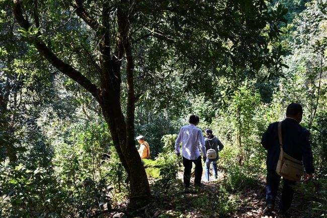 2021年南糯山拔瑪老寨古樹秋茶特點(diǎn)是什么？