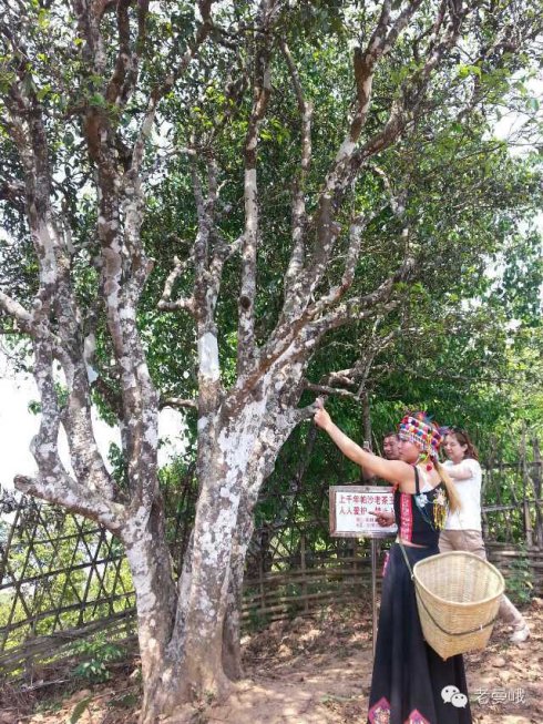 2021年帕沙古樹秋茶價格是多少？