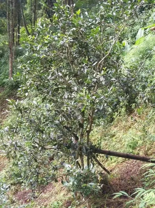 2022年須立貢茶古茶山詳解！