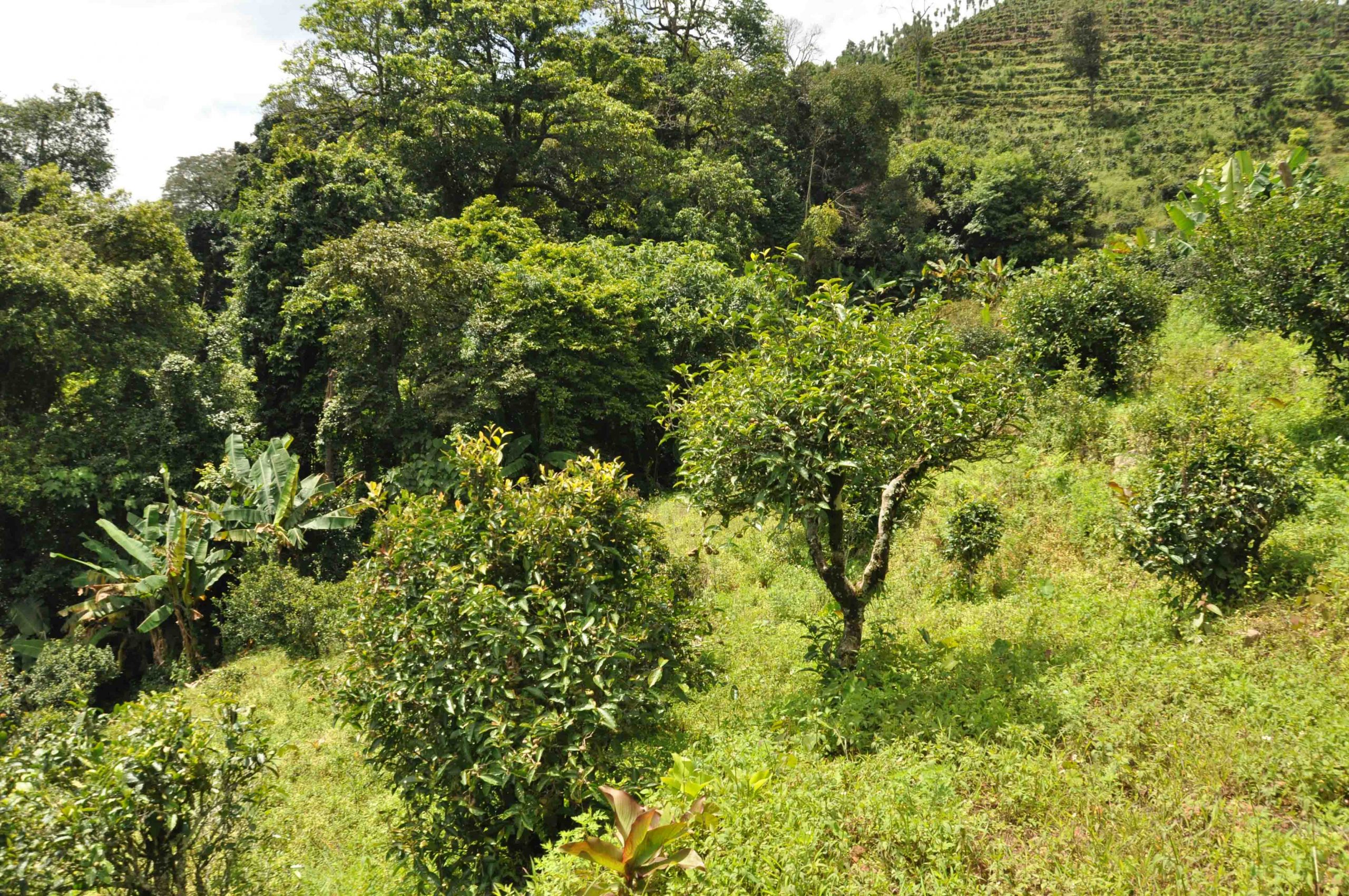 2022年迷倒皇帝的貢茶-迷帝古樹春茶特點？