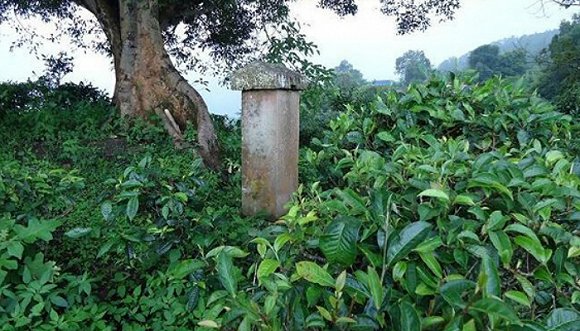 2022年迷帝古樹春茶價(jià)格？