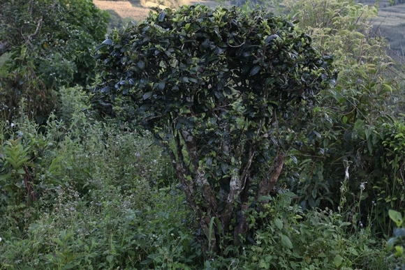 2022年迷帝古樹(shù)春茶，這里的茶 皇帝都著迷