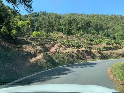 2022年墨江鳳凰窩古樹(shù)春茶價(jià)格？