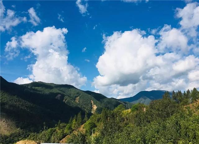 2022年景谷黃草壩古樹春茶多少錢一公斤？