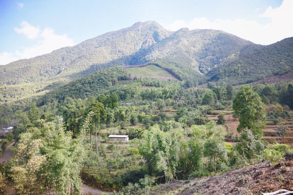 2022年景谷黃草壩古樹春茶價格？