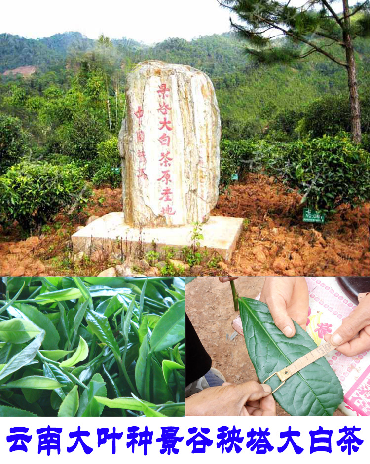 2022年景谷秧塔古樹春茶口感是什么？