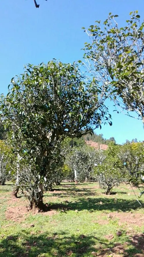 2022年景谷秧塔古樹春茶價(jià)格是多少？