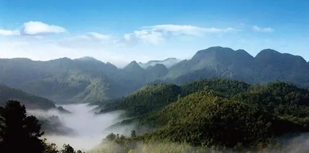 2022年景谷苦竹山古樹春茶口感？