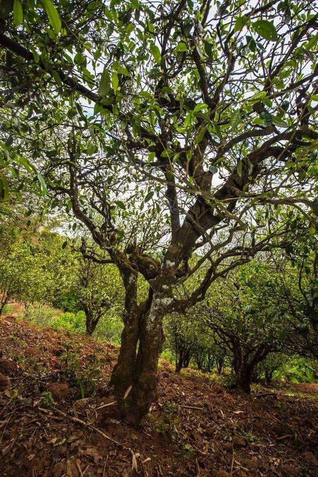 2022年景谷苦竹山古樹春茶多少錢一公斤？