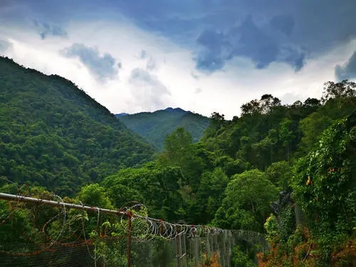 2022年景東御筆古樹(shù)春茶價(jià)格多少？