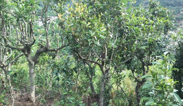 2022年景東金鼎古樹春茶口感特點(diǎn)？