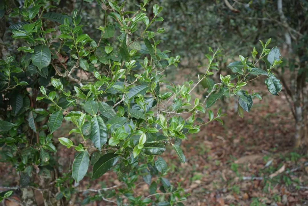 2022年景東哀牢山古樹春茶價(jià)格多少？