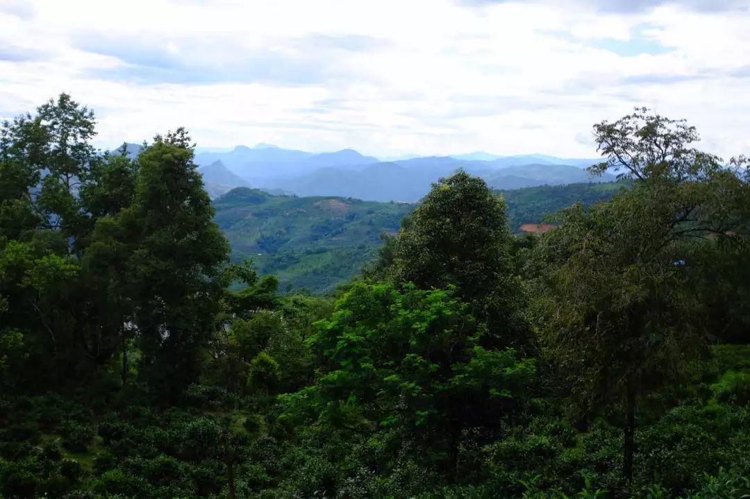 2022年景東祭茶祖 迎春茶，古樹(shù)春茶多少錢一公斤？