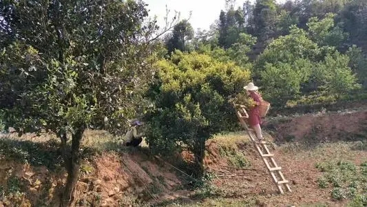 2022年鎮(zhèn)沅馬鄧古樹春茶口感是什么？