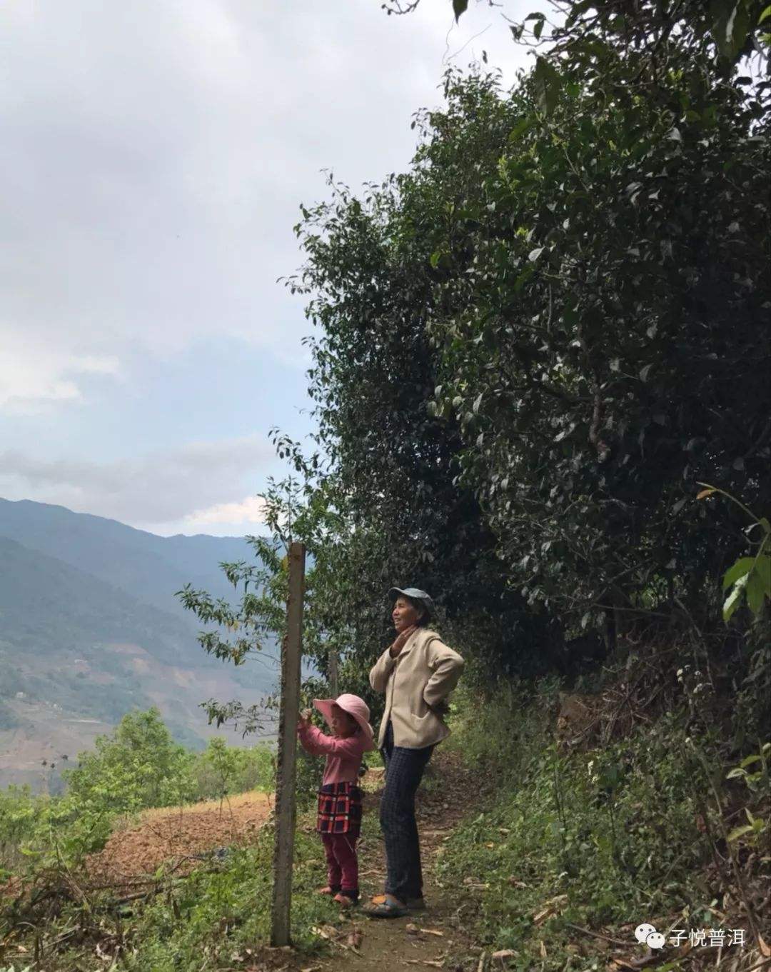 2022年鎮(zhèn)沅馬鄧古樹春茶多少錢一公斤？