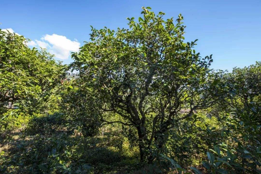 2022年鎮(zhèn)沅老海塘古樹(shù)春茶口感？