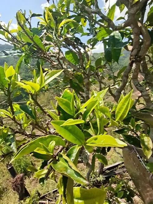 2022年鎮(zhèn)沅砍盆箐古樹春茶特點？