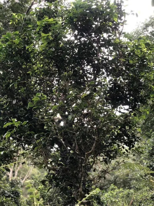 2022年鎮(zhèn)沅砍盆箐古樹春茶口感？