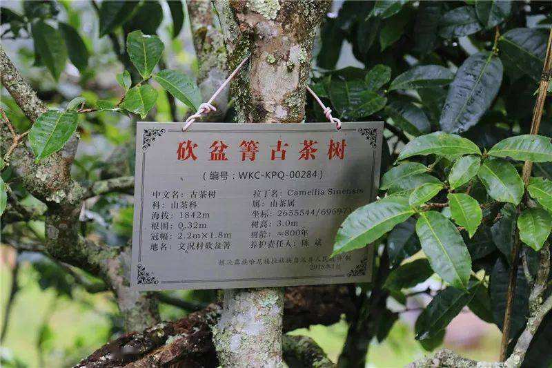 2022年鎮(zhèn)沅砍盆箐古樹春茶價格？