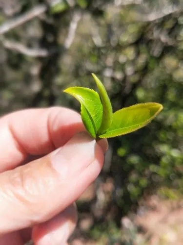 2022年野性十足的鎮(zhèn)沅打筍山古樹春茶！