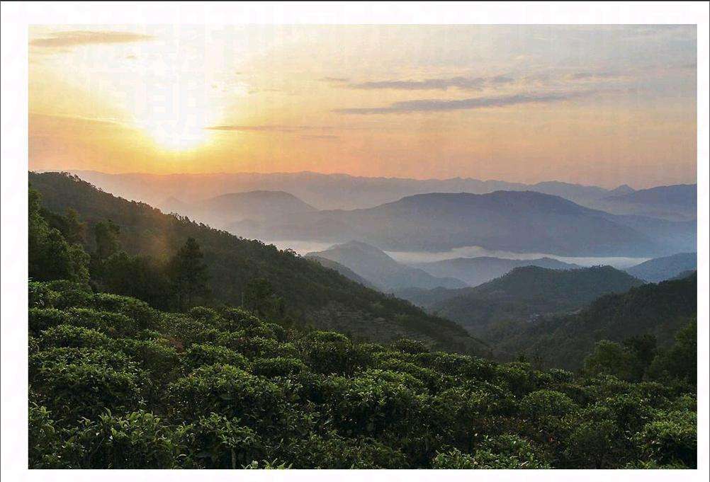 2022年鎮(zhèn)沅老烏山古樹春茶口感？