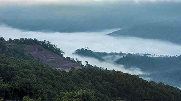 2022年鎮(zhèn)沅老烏山古樹春茶特點!