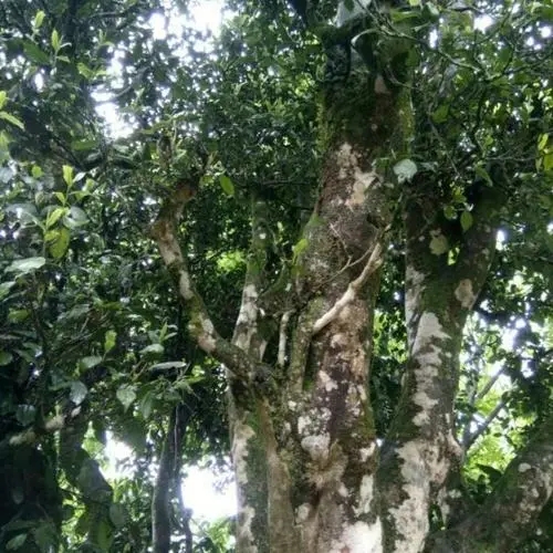 2022年鎮(zhèn)沅千家寨古樹春茶口感？