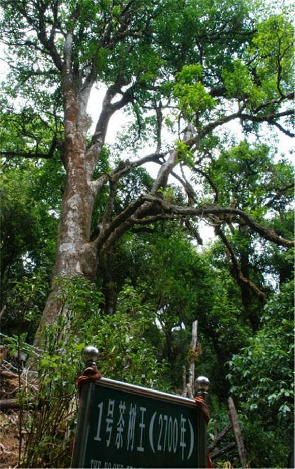 2022年鎮(zhèn)沅千家寨古樹春茶價格？