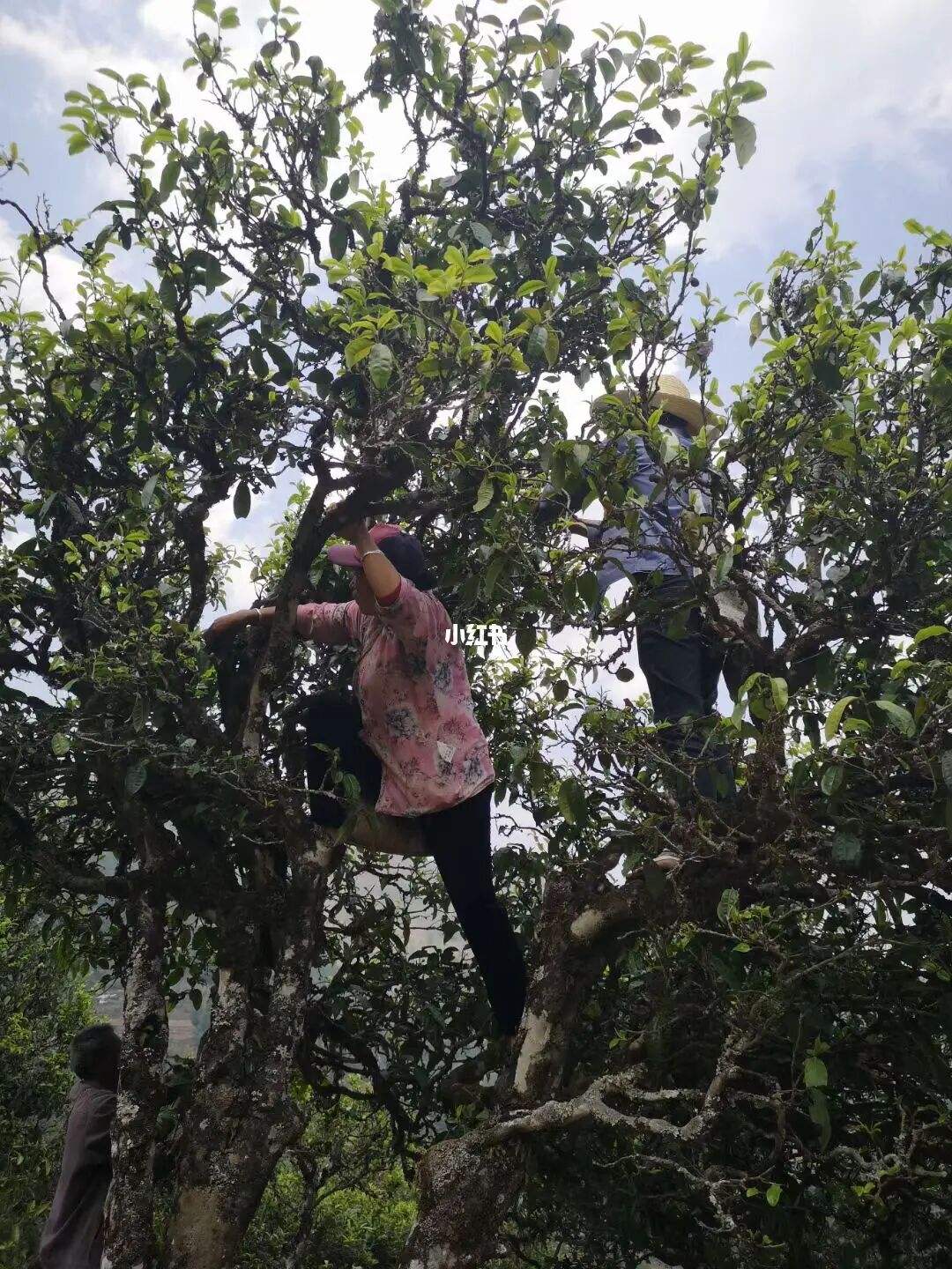 2022年寧洱擺尾箐古樹春茶特點？