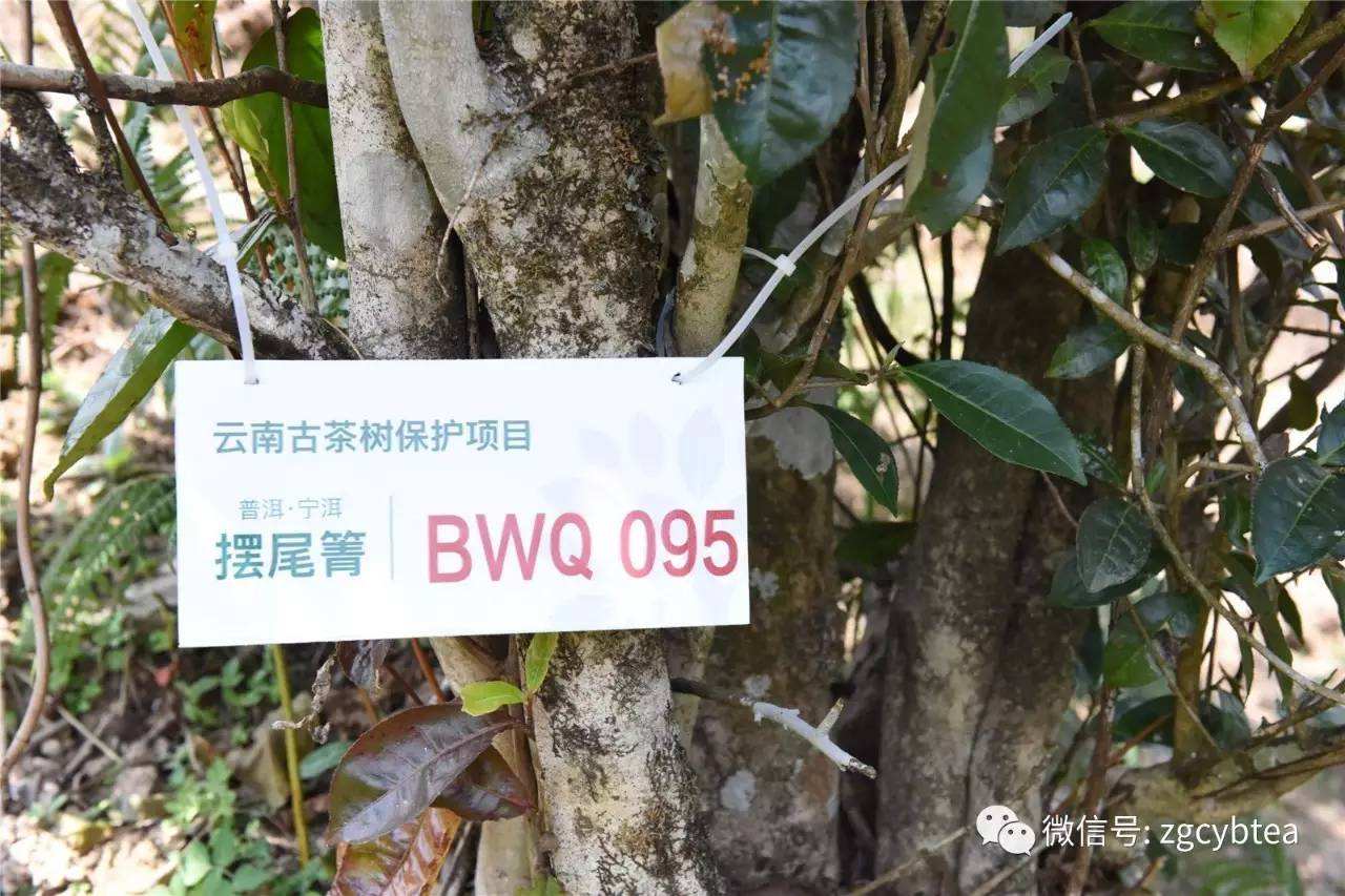 2022寧洱擺尾箐古樹(shù)春茶多少錢(qián)一公斤？