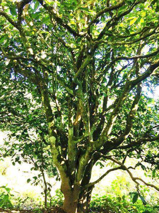 2022年這個(gè)春天，回到家鄉(xiāng)擺尾箐，與家人一起用心制茶！