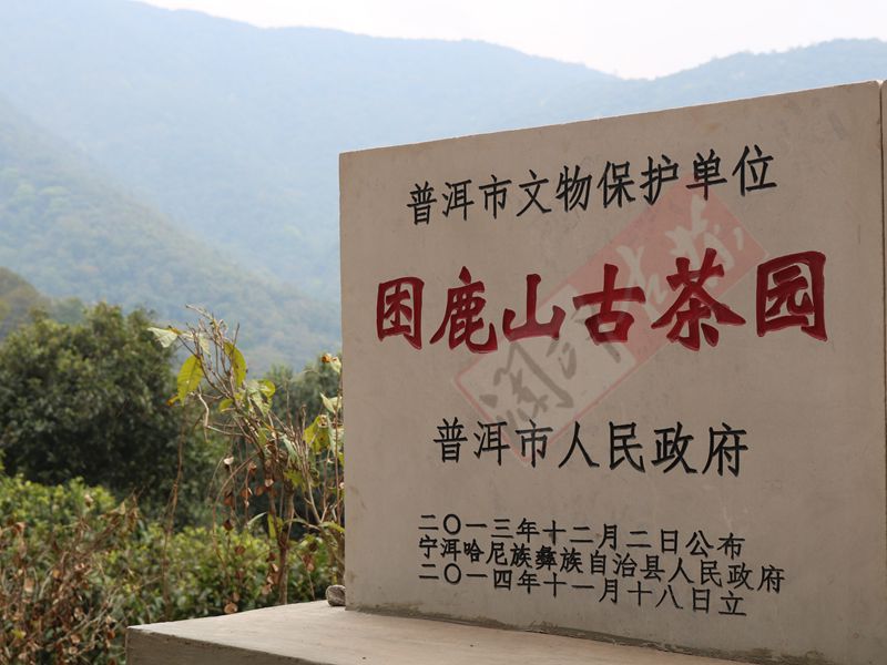 2022年困鹿山古樹春茶多少錢一公斤？